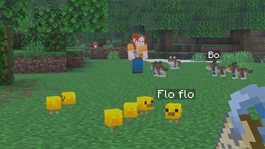 جوجه‌ها که قرار است نامشان تغییر کند کنار هم هستند.