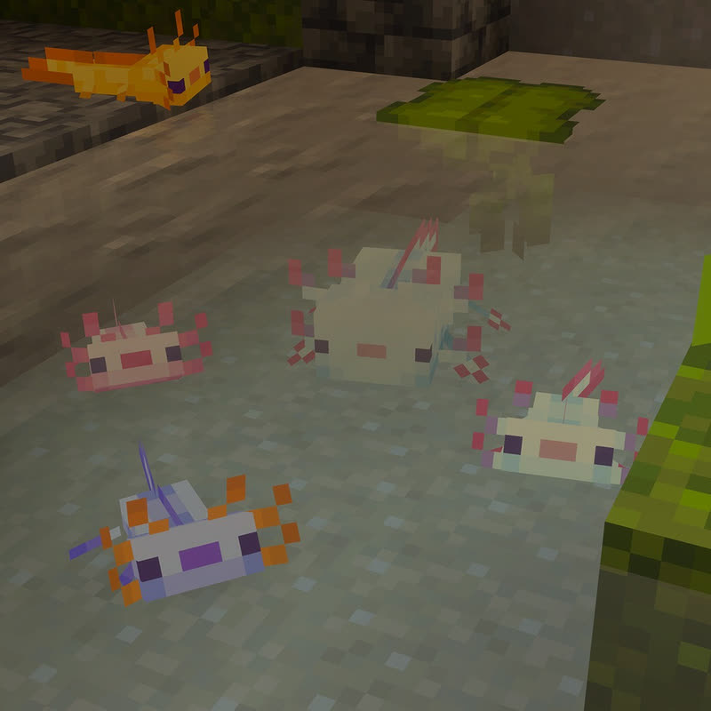 آکسولوتل‌های بچه همراه با والدشان