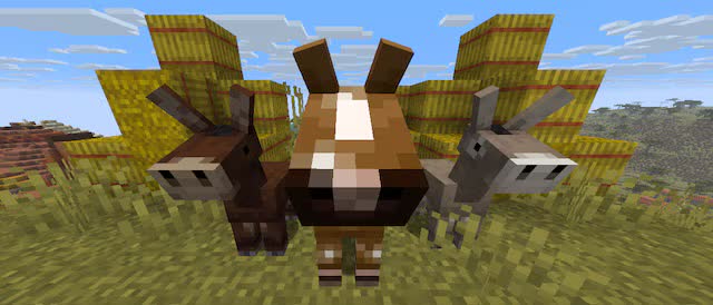 نمای نزدیک از یک قاطر بچه، یک کره‌اسب و یک الاغ بچه